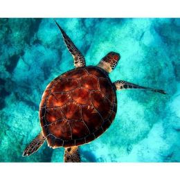 5D Diamond Painting - SchildkrÃ¶te im Wasser Homejoy - 60x80cm