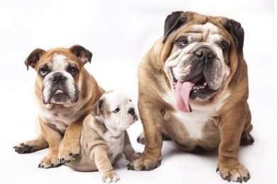 Diy Full Square Drill Diamond Painting bulldog Huskies Cross Stitch Household Decoration Dog Diamond Mosaic Embroidery Paintings Homejoy - 75x50