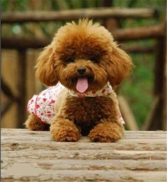 Diamond Embroidery,Animal Dog Poodle Small pets,5Diamond Painting,Cross Stitch,3D,Diamond Mosaic,Needlework,Christmas Homejoy - 50x50