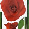 Ruddy Rose 2 - Wall Decals Stickers Appliques Home Decor - HEMU-SS-012