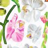 Pretty Blossom - Wall Decals Stickers Appliques Home Decor - HEMU-LD-8021