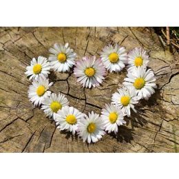 5D Diamond Painting - GÃ¤nseblÃ¼mchen Homejoy (Size: 60x80cm, Color: White)