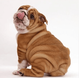 Diamante Bordado, 5d, pintura de diamantes, bulldog francÃ©s perro Cruz puntada, 3D, mosaico del diamante, costura, artesanÃ­a, Navidad, regalo Homejoy (Size: 50x50)