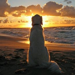 5D DIY Diamond Embroidered dog Diamond Cross-stitch diy Beach Cross-stitch Home decoration paintings Homejoy (Size: 50x50)